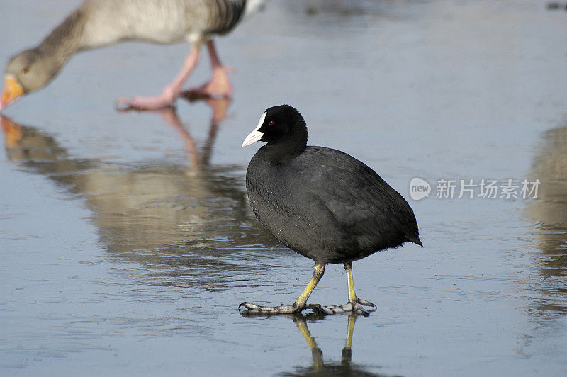 冬天的白骨顶(Fulica atra)